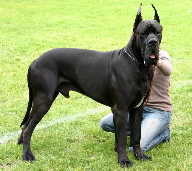 most powerful dog in the world