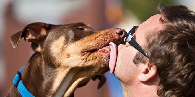 Five Signs Your Dog Loves You Five Signs Your Dog Loves You