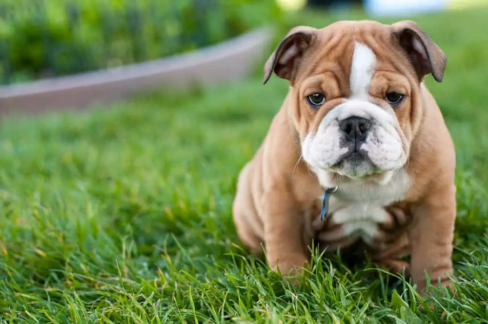 What Is The Most Expensive Dogs To Buy at Richard Burton blog