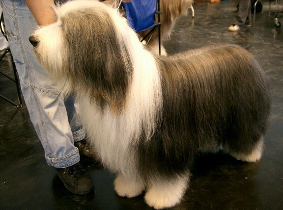 10 Long Haired Dog Breeds