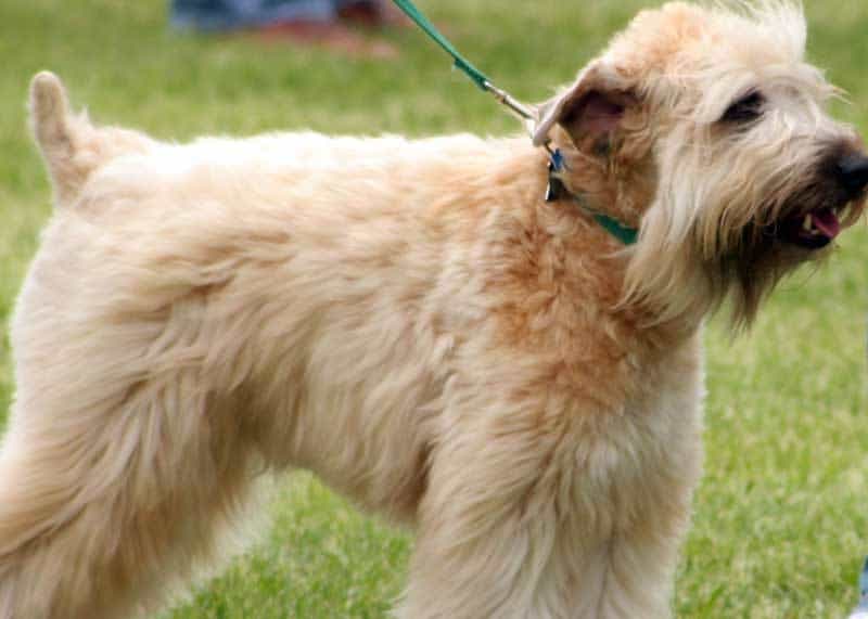 Long Haired Dog Breeds