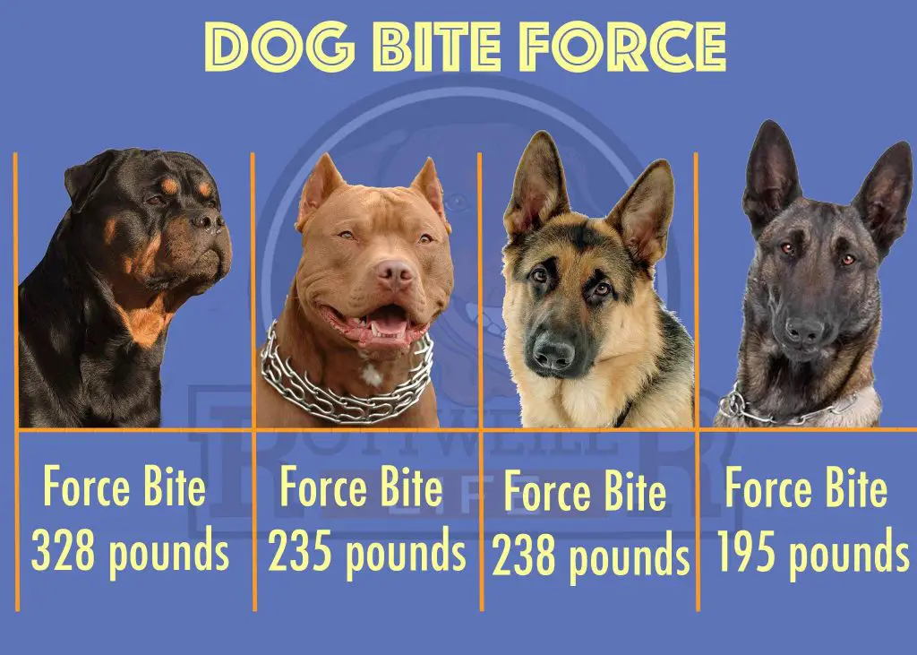 which dog has the most powerful bite