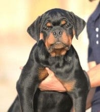 How to Pick a Rottweiler Puppy Professionally | Rottweiler Life