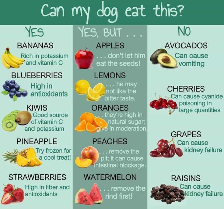 30 Human Foods Dogs Can And Can't Eat 
