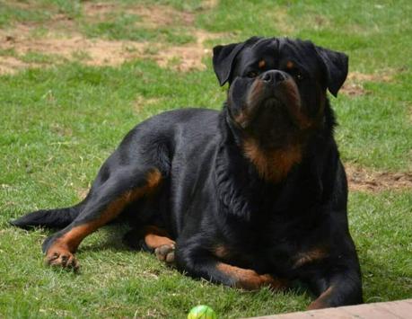 are rottweilers jealous dogs