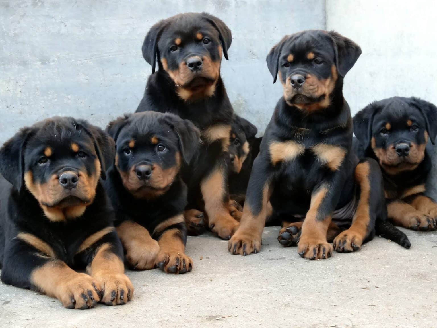 Rottweiler Temperament And Personality - Rottweiler Life