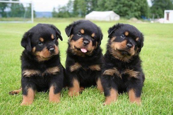 16 Clues For Anyone Who Wants to Understand Rottweilers Better - Rottweiler  Life