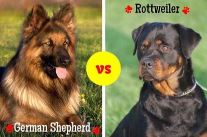 rottweiler vs german shepherd comparison