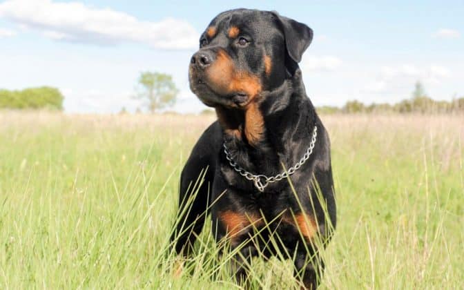 8 Tips For Capturing Photogenic Pictures Of Your Rottweiler ...