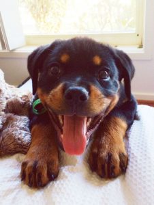 Aren’t Rottweilers Just The Best Breed Ever? Here Are 15 Photos To ...