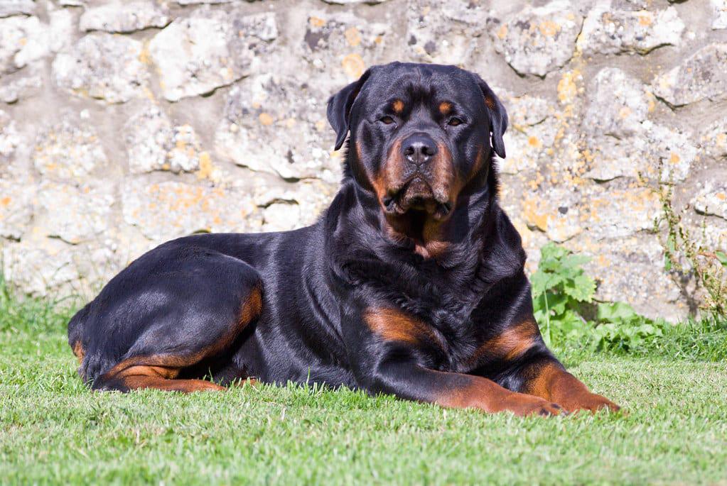 are male rottweilers more aggressive than females