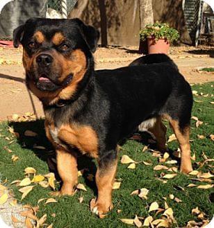are there miniature rottweilers