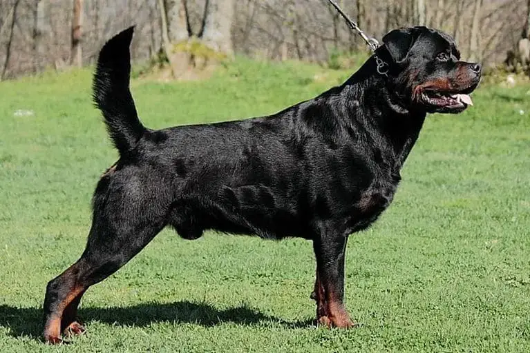 are rottweilers tails naturally short