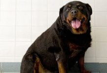 Rottweiler Female Weight Chart