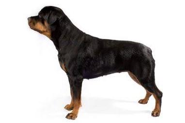 is the rottweiler legal in germany