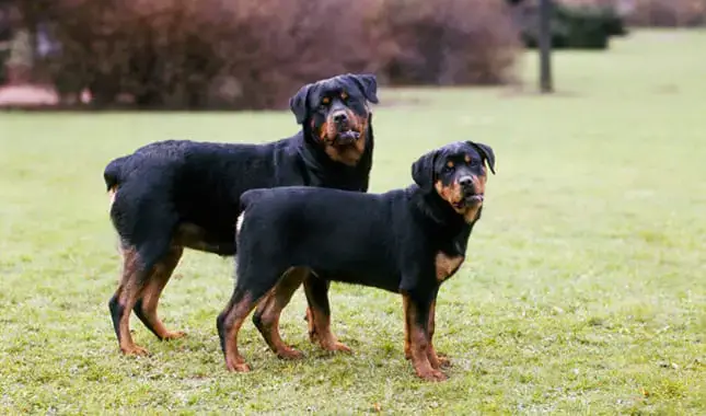 Have You Met A Miniature Rottweiler Yet? - Rottweiler Life