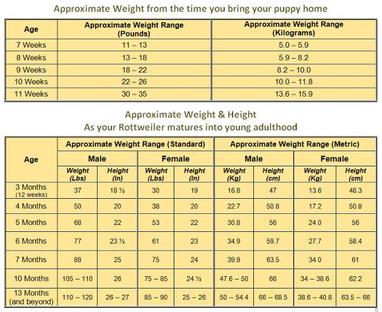 Average Rottweiler Weight: Steps To Take To Keep Them Within The Ideal  Range - Rottweiler Life