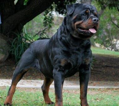 should i get a male or female rottweiler