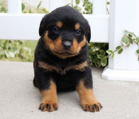 Why Are Rottweiler Puppies Price Different For Different Breeders 