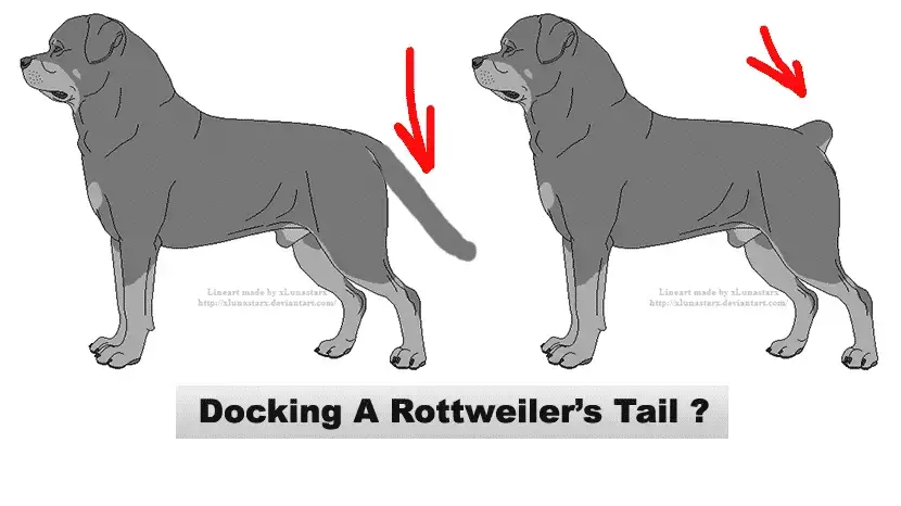 what type of tail do rottweilers have