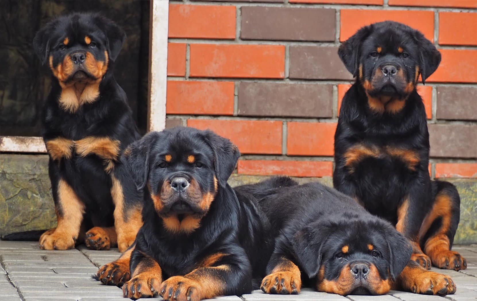 How to Raise a Happy, Healthy Rottweiler Puppy - Rottweiler Life