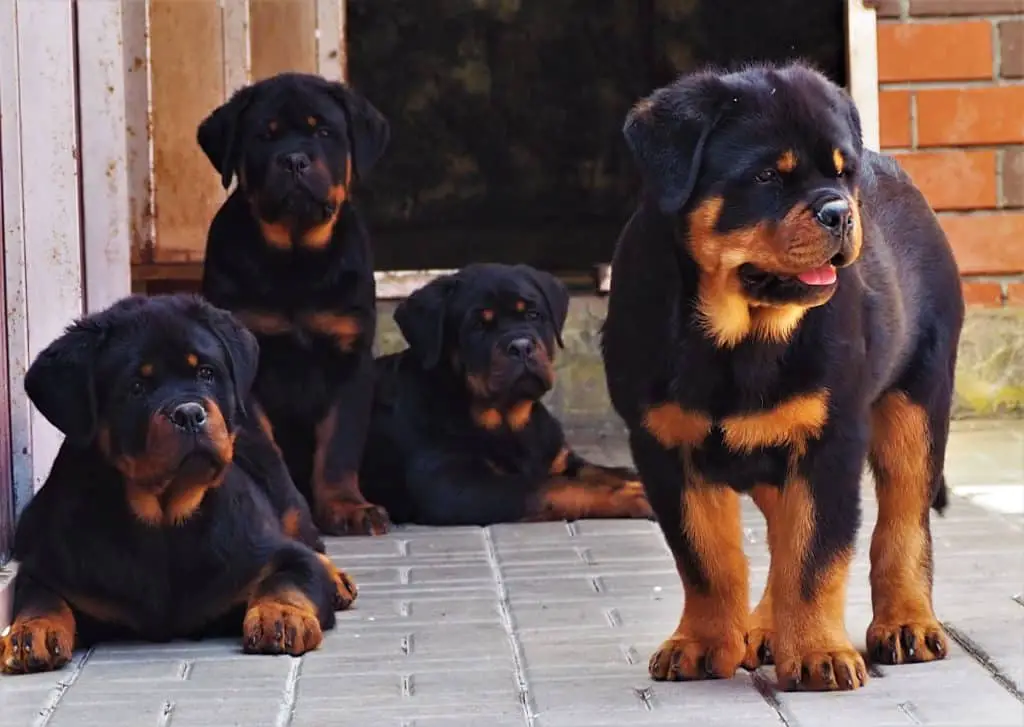 Are Rottweilers Kid-Friendly? - Rottweiler Life