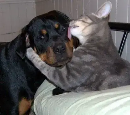 are rottweiler good with cats