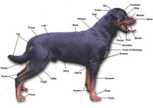 The Most Common Health Problems of Rottweilers and Their Remedies ...