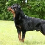 rottie feature