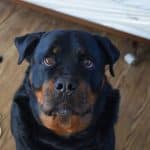 rottweiler-dogs-puppies-10