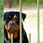 Rottweiler Behavior