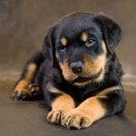 rottweiler-dogs-puppies-5