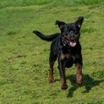 rottweiler-dogs-puppies-6