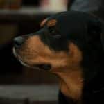 rottweiler-dogs-puppies-7