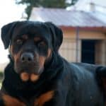 rottweiler-dogs-puppies-8