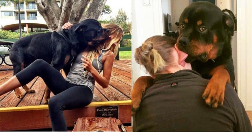 14 Signs Prove Rottweilers Are Plotting Your Murder - Rottweiler Life