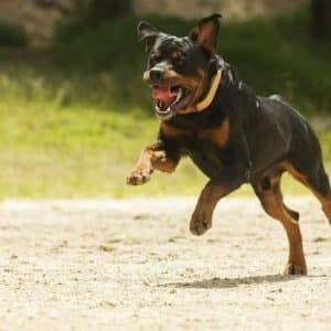 14 Signs Rottweilers Are Flying Dogs! | Rottweiler Life