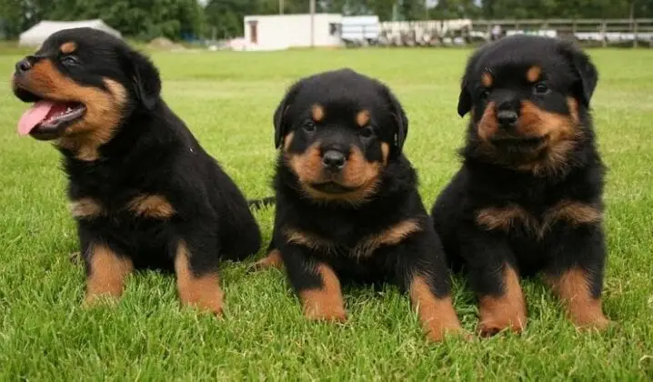 7 Reasons You Should Cuddle Your Rottweiler More Often - Rottweiler Life