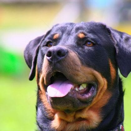 15 Pictures That Prove Rottweilers Are The Worst Dogs On Earth ...