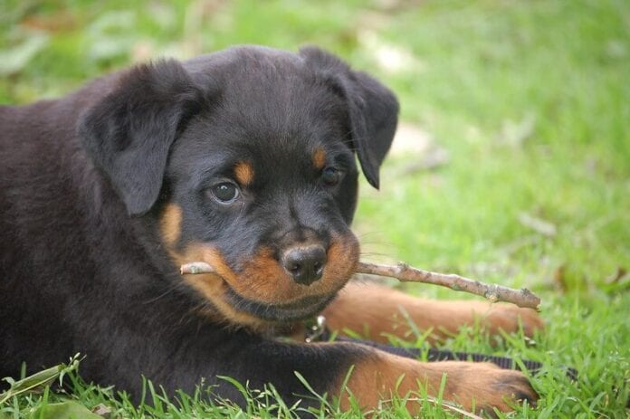 370 Rottweiler Names – Popular Male and Female Names - Rottweiler Life