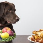 Calories in Dog Food