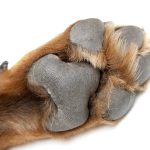 Image Cleaning Your Rottweiler Paws