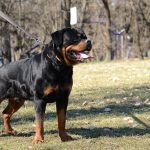 Image Roman Rottweiler: Breed Guide