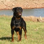 Image roman rottweiler